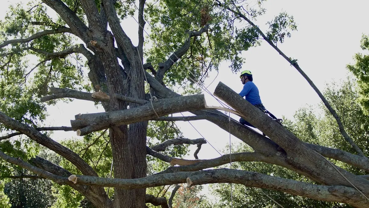 Professional Crown Thinning performed by certified arborists in Oak Park