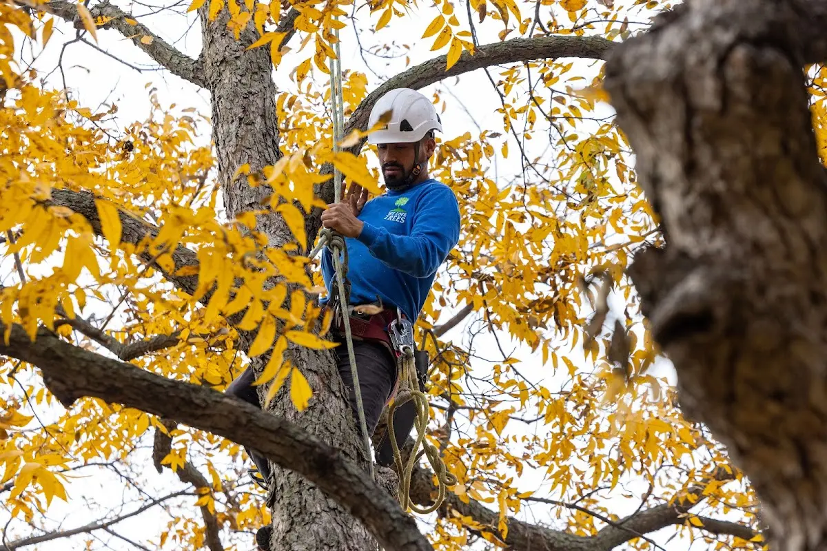 Skilled Tree Trimming crew working in Oak Park
